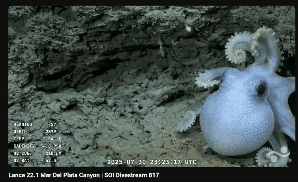 Imagen del artículo